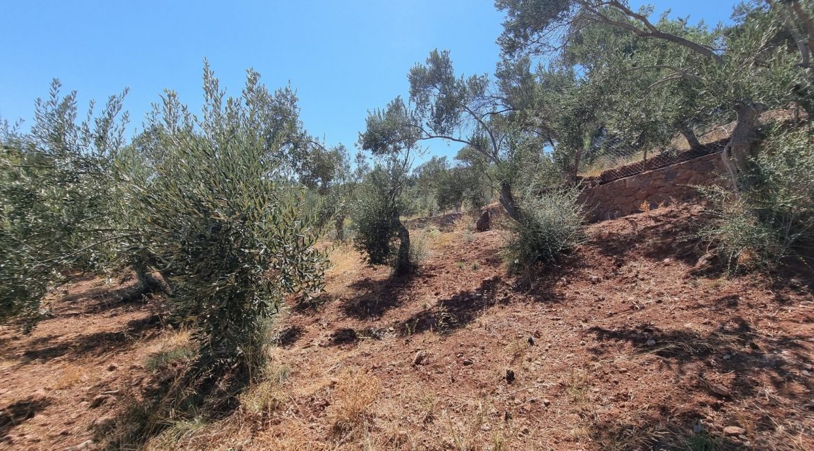 Sazlı Sahilinde Satılık 1873 M² Zeytinlik (16)