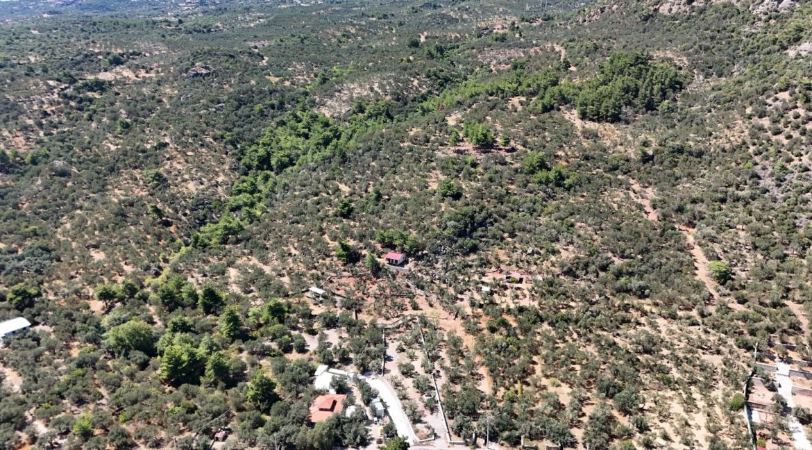 Sazlı Sahilinde Satılık 1873 M² Zeytinlik