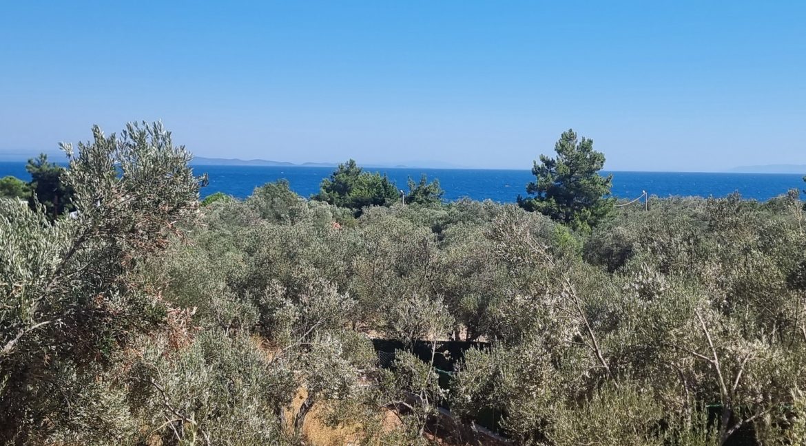 Sazlı Sahilinde Satılık 1873 M² Zeytinlik (18)