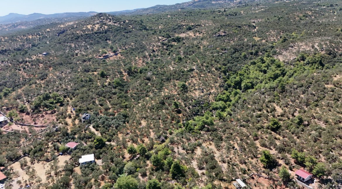 Sazlı Sahilinde Satılık 1873 M² Zeytinlik