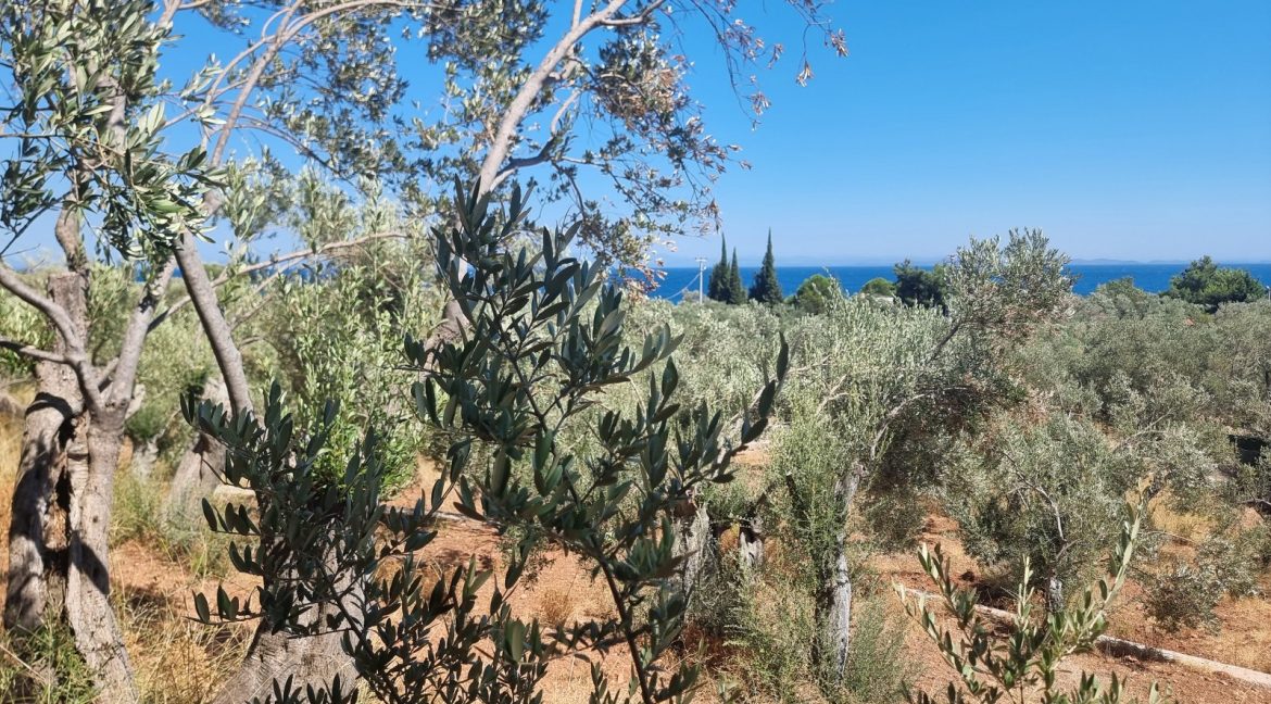 Sazlı Sahilinde Satılık 1873 M² Zeytinlik (19)