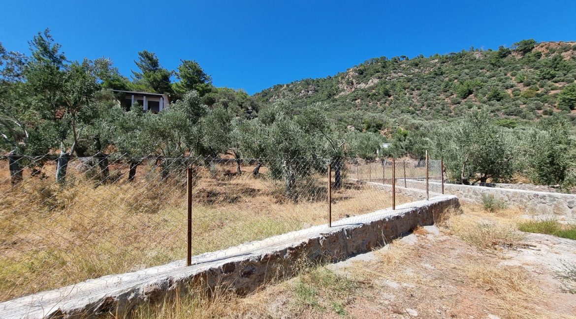 Sazlı Sahilinde Satılık 1873 M² Zeytinlik (2)