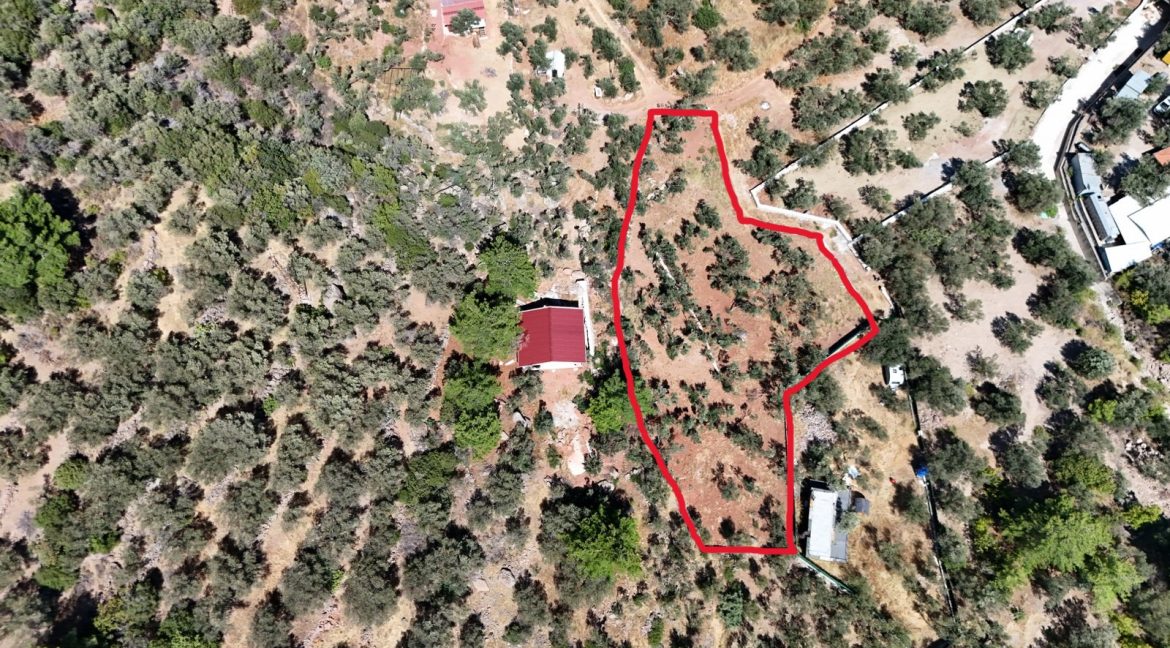 Sazlı Sahilinde Satılık 1873 M² Zeytinlik