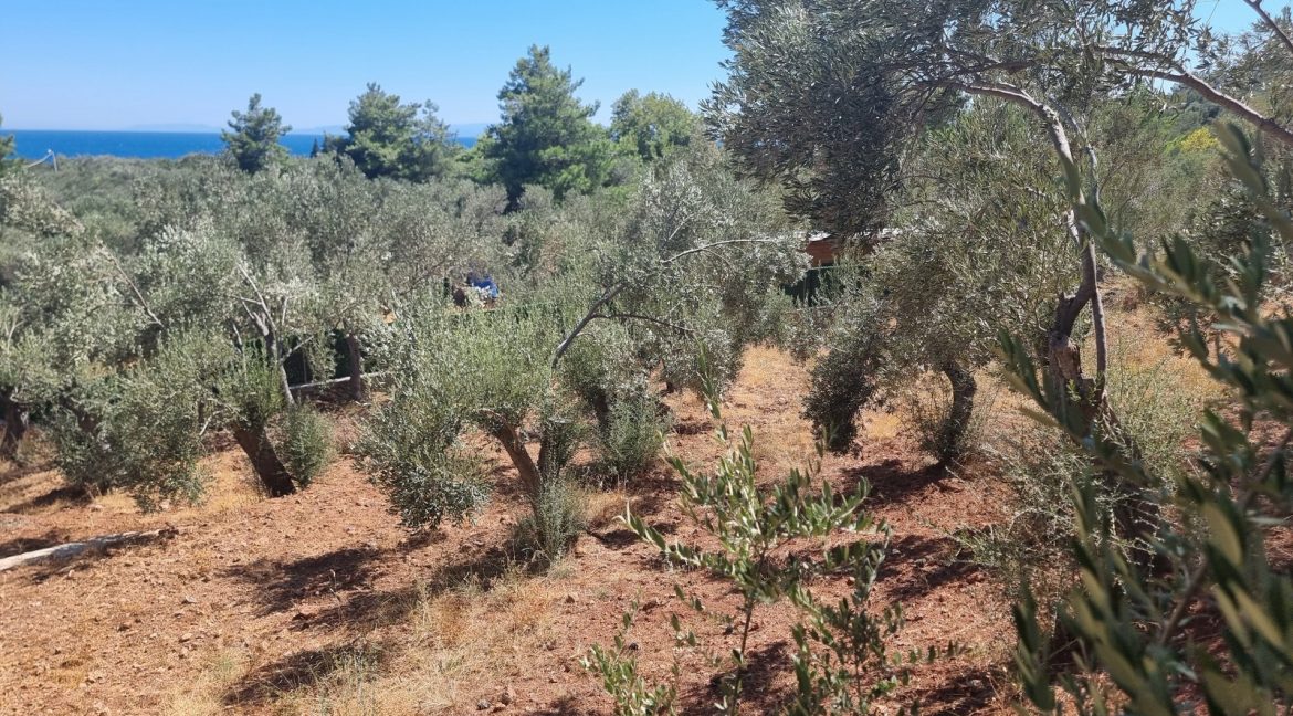 Sazlı Sahilinde Satılık 1873 M² Zeytinlik (20)