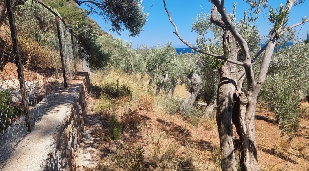 Sazlı Sahilinde Satılık 1873 M² Zeytinlik (21)