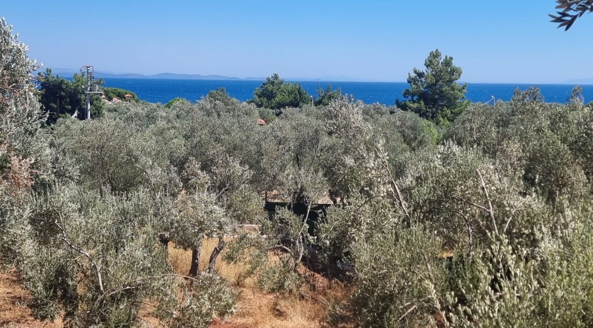Sazlı Sahilinde Satılık 1873 M² Zeytinlik (22)