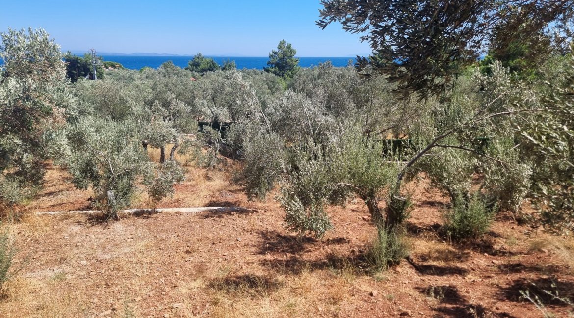 Sazlı Sahilinde Satılık 1873 M² Zeytinlik (23)