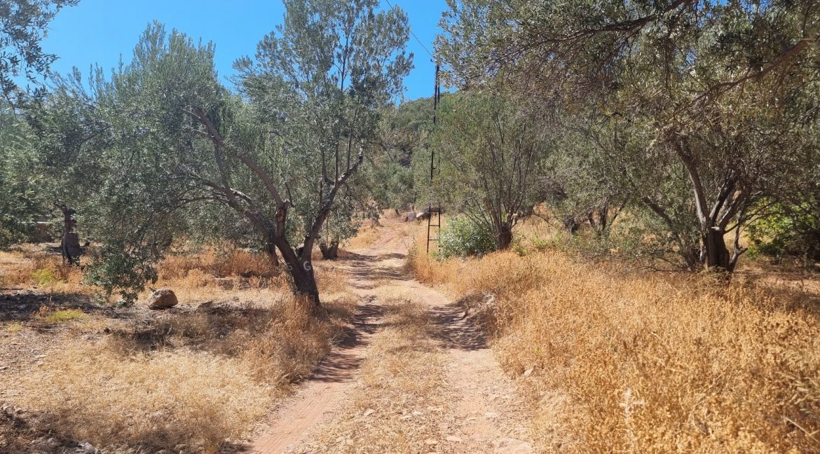 Sazlı Sahilinde Satılık 1873 M² Zeytinlik (24)