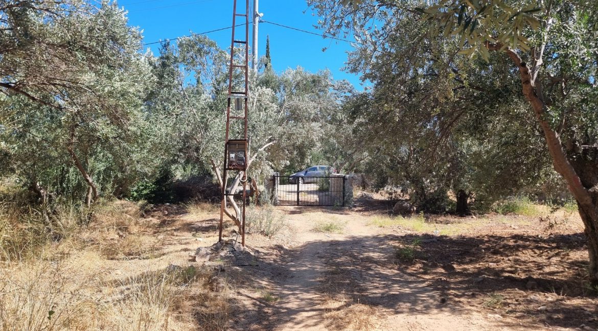 Sazlı Sahilinde Satılık 1873 M² Zeytinlik (25)