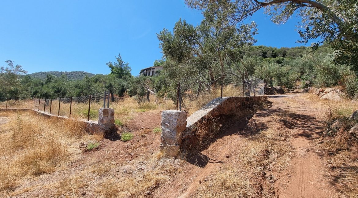 Sazlı Sahilinde Satılık 1873 M² Zeytinlik (3)