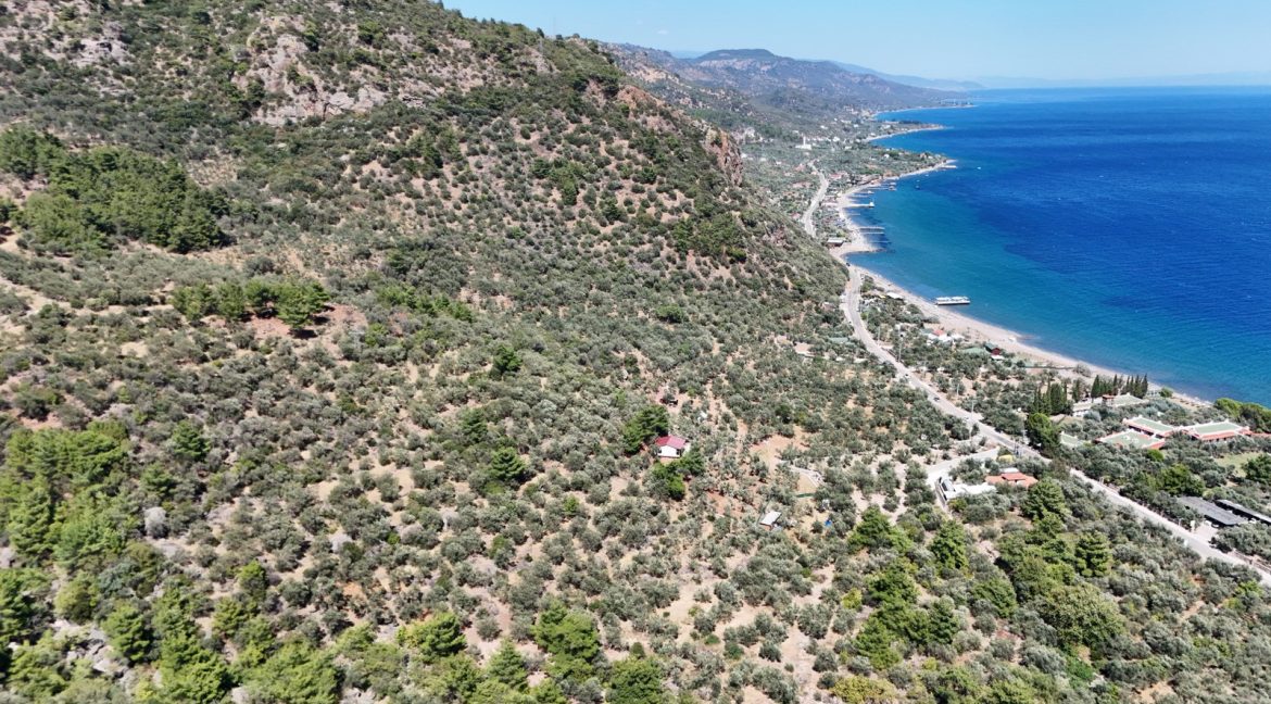 Sazlı Sahilinde Satılık 1873 M² Zeytinlik