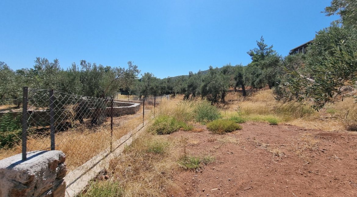Sazlı Sahilinde Satılık 1873 M² Zeytinlik (4)