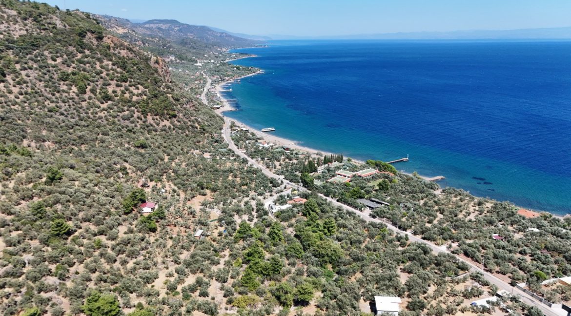 Sazlı Sahilinde Satılık 1873 M² Zeytinlik