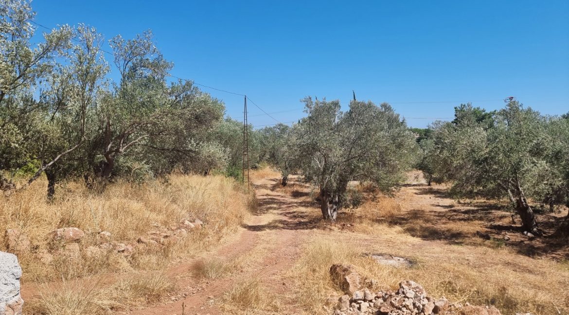 Sazlı Sahilinde Satılık 1873 M² Zeytinlik (5)