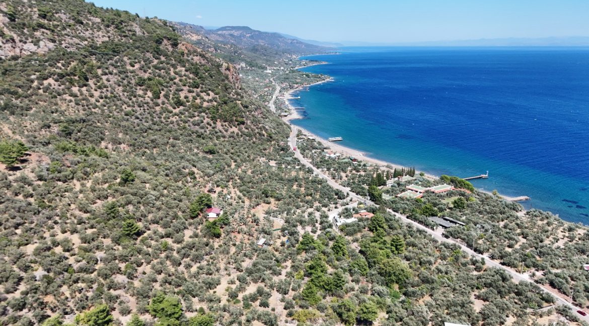 Sazlı Sahilinde Satılık 1873 M² Zeytinlik