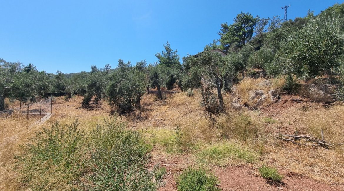 Sazlı Sahilinde Satılık 1873 M² Zeytinlik (6)