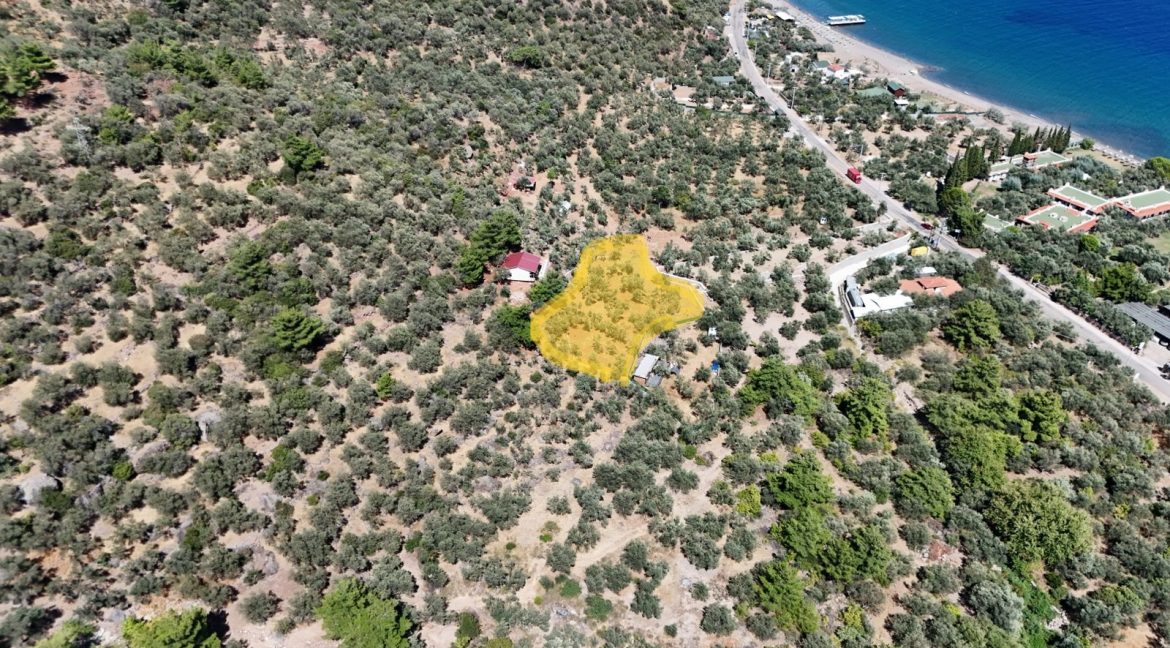 Sazlı Sahilinde Satılık 1873 M² Zeytinlik