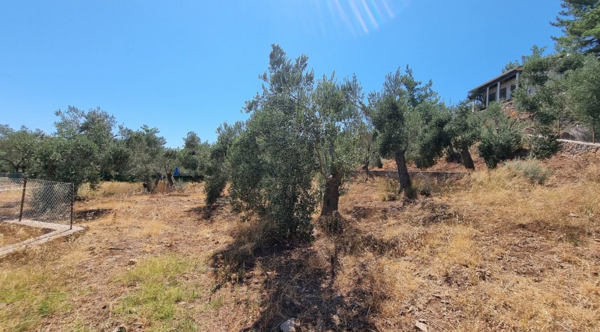 Sazlı Sahilinde Satılık 1873 M² Zeytinlik (7)