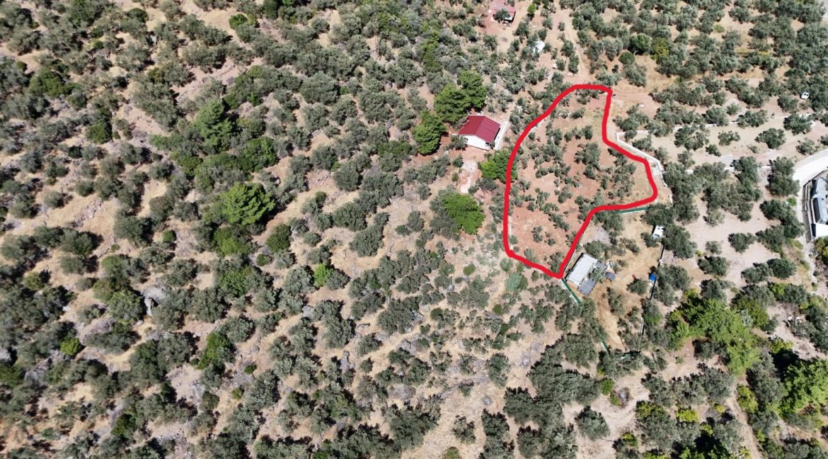 Sazlı Sahilinde Satılık 1873 M² Zeytinlik