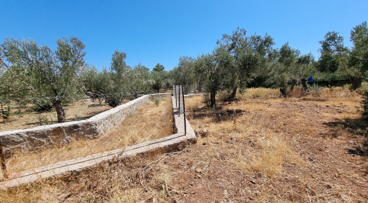 Sazlı Sahilinde Satılık 1873 M² Zeytinlik (8)