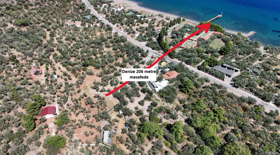 Sazlı Sahilinde Satılık 1873 M² Zeytinlik