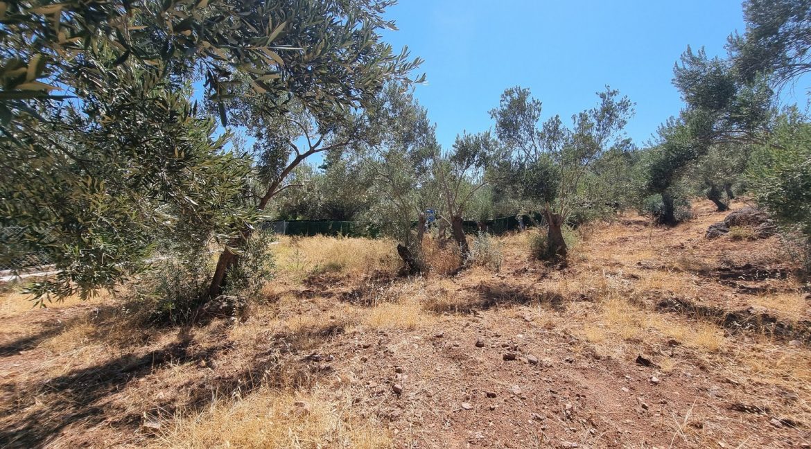 Sazlı Sahilinde Satılık 1873 M² Zeytinlik (9)
