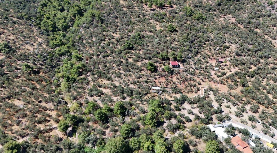 Sazlı Sahilinde Satılık 1873 M² Zeytinlik