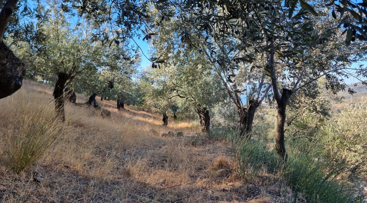 Adatepe Köyü Yoluna Cepheli Satılık Zeytinlik (1)