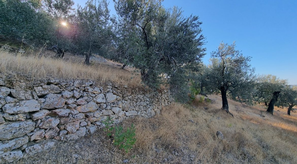 Adatepe Köyü Yoluna Cepheli Satılık Zeytinlik (10)