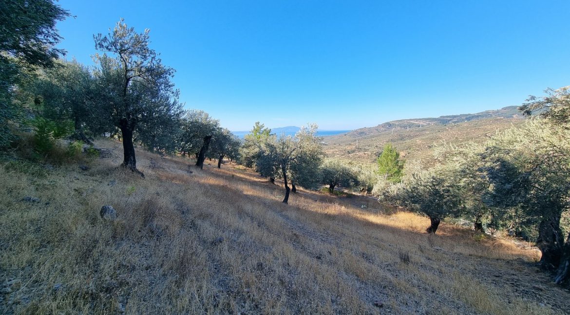 Adatepe Köyü Yoluna Cepheli Satılık Zeytinlik (11)