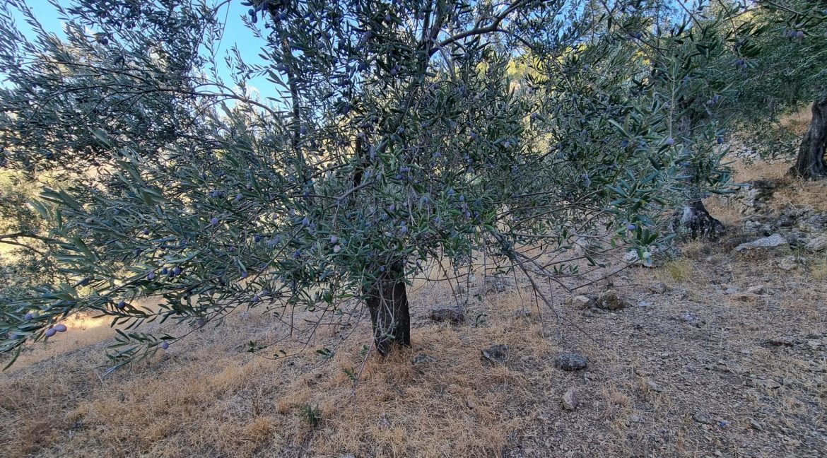 Adatepe Köyü Yoluna Cepheli Satılık Zeytinlik (12)