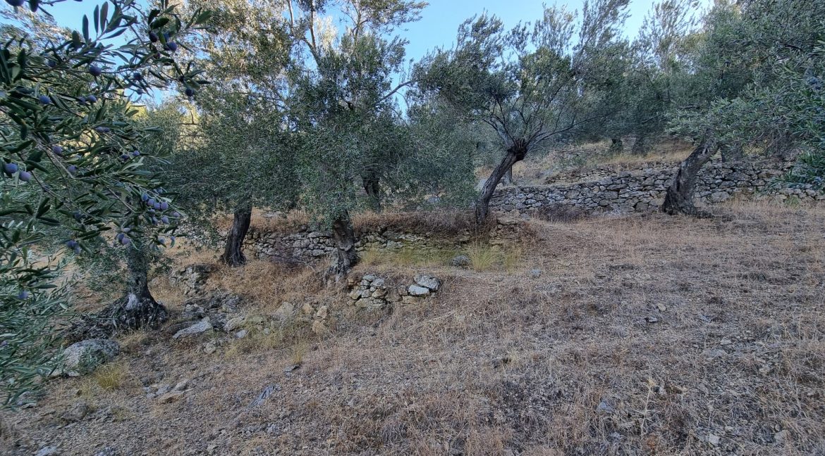 Adatepe Köyü Yoluna Cepheli Satılık Zeytinlik (13)