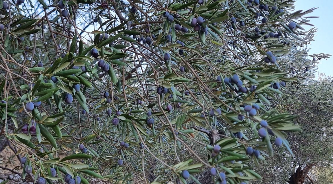 Adatepe Köyü Yoluna Cepheli Satılık Zeytinlik (14)