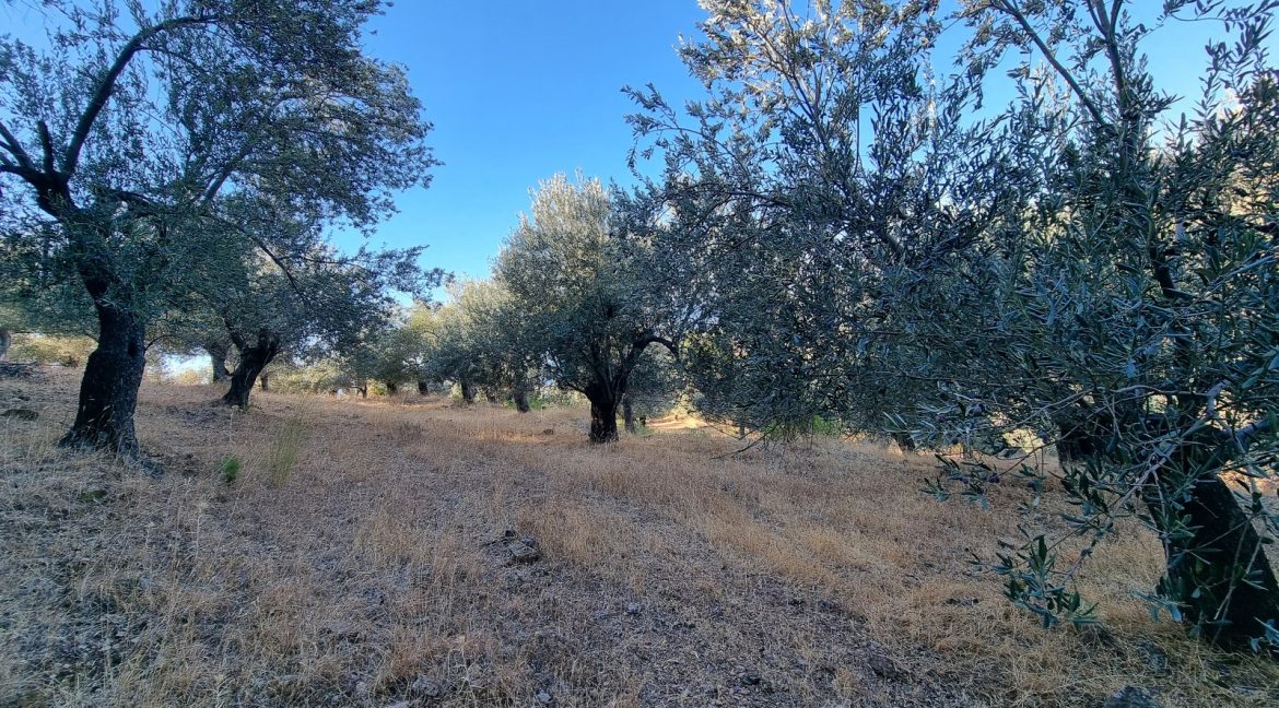 Adatepe Köyü Yoluna Cepheli Satılık Zeytinlik (15)