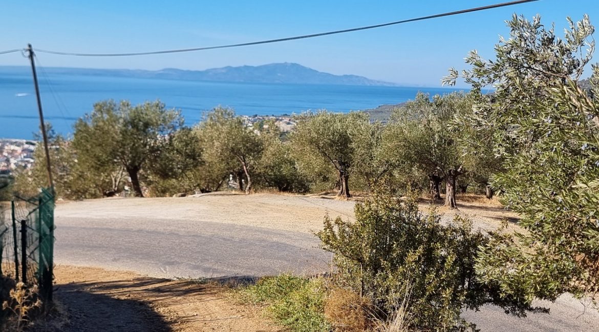 Adatepe Köyü Yoluna Cepheli Satılık Zeytinlik (16)