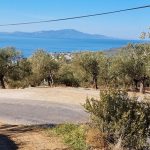 Adatepe Köyü Yoluna Cepheli Satılık Zeytinlik