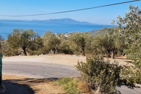 Adatepe Köyü Yoluna Cepheli Satılık Zeytinlik