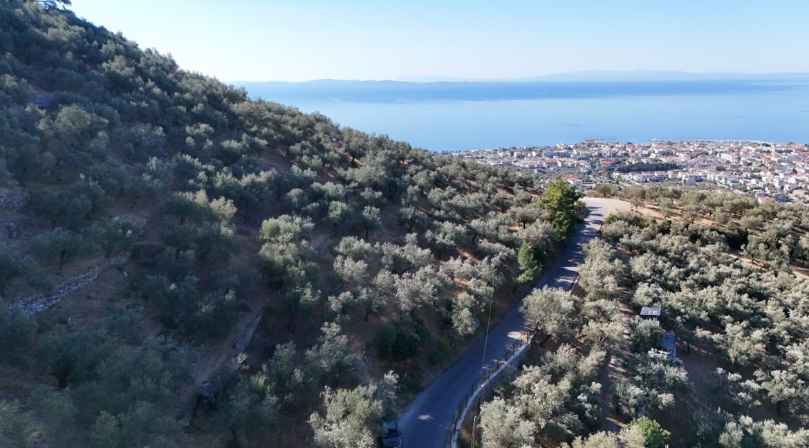 Adatepe Köyü Yoluna Cepheli Satılık Zeytinlik