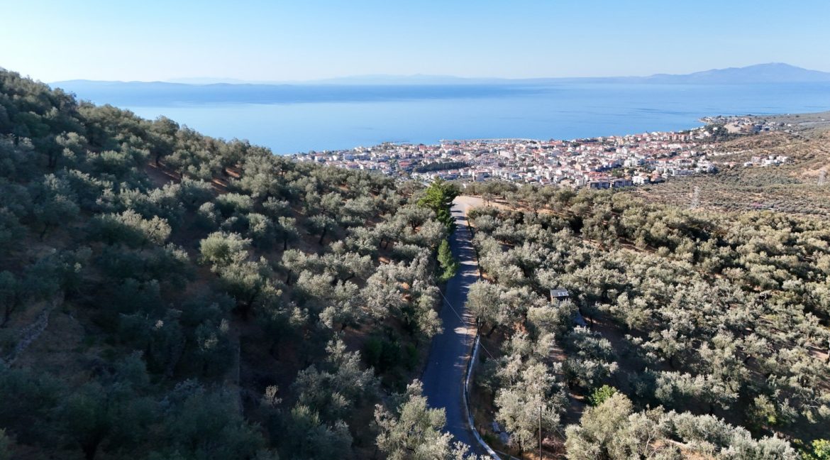 Adatepe Köyü Yoluna Cepheli Satılık Zeytinlik