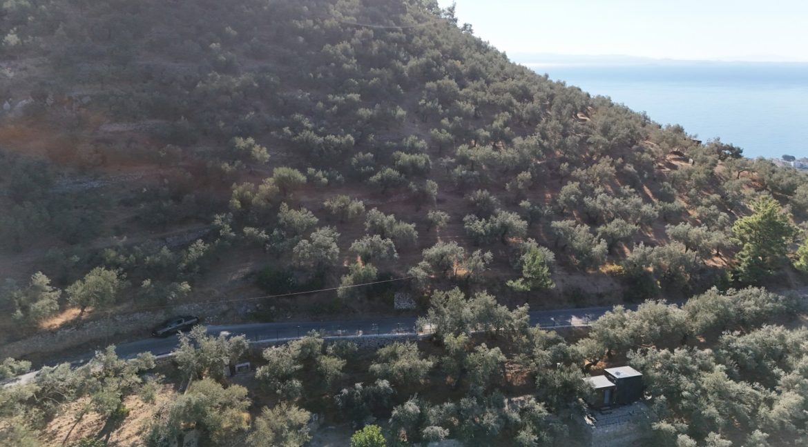 Adatepe Köyü Yoluna Cepheli Satılık Zeytinlik