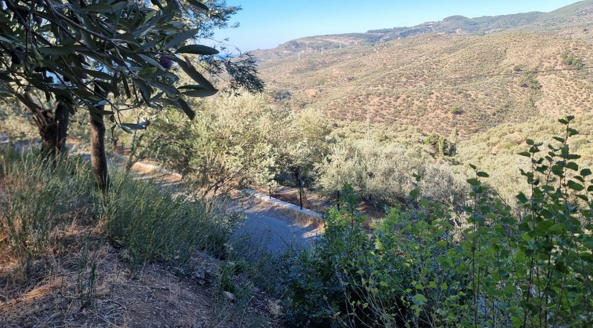Adatepe Köyü Yoluna Cepheli Satılık Zeytinlik (2)