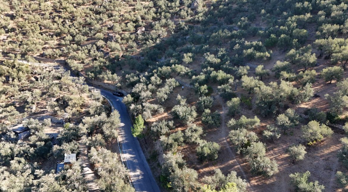 Adatepe Köyü Yoluna Cepheli Satılık Zeytinlik