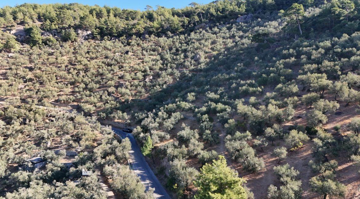 Adatepe Köyü Yoluna Cepheli Satılık Zeytinlik