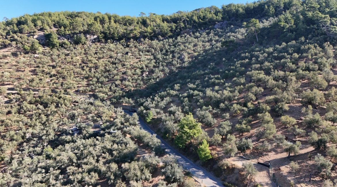 Adatepe Köyü Yoluna Cepheli Satılık Zeytinlik