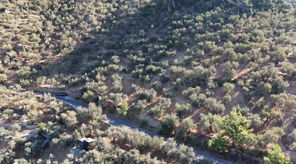 Adatepe Köyü Yoluna Cepheli Satılık Zeytinlik