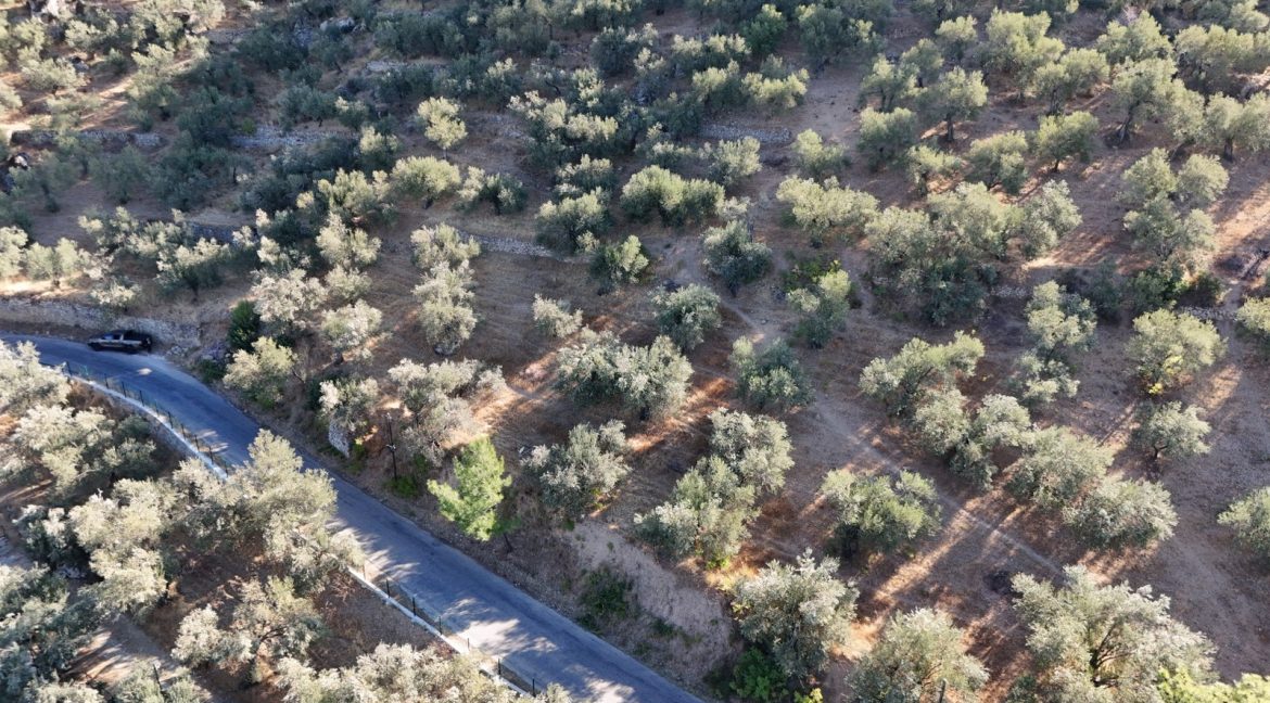 Adatepe Köyü Yoluna Cepheli Satılık Zeytinlik