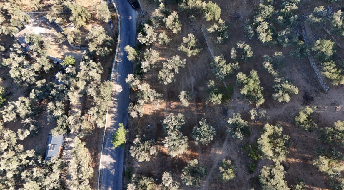 Adatepe Köyü Yoluna Cepheli Satılık Zeytinlik