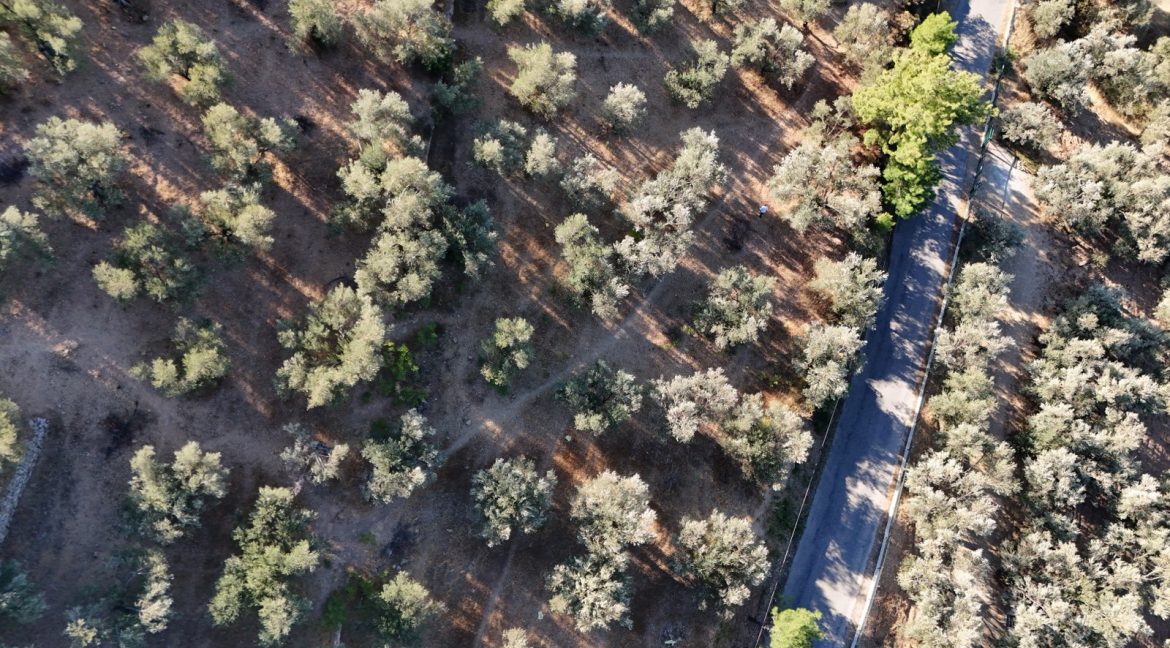 Adatepe Köyü Yoluna Cepheli Satılık Zeytinlik