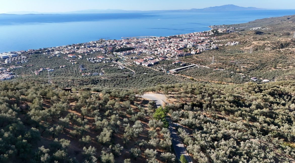 Adatepe Köyü Yoluna Cepheli Satılık Zeytinlik