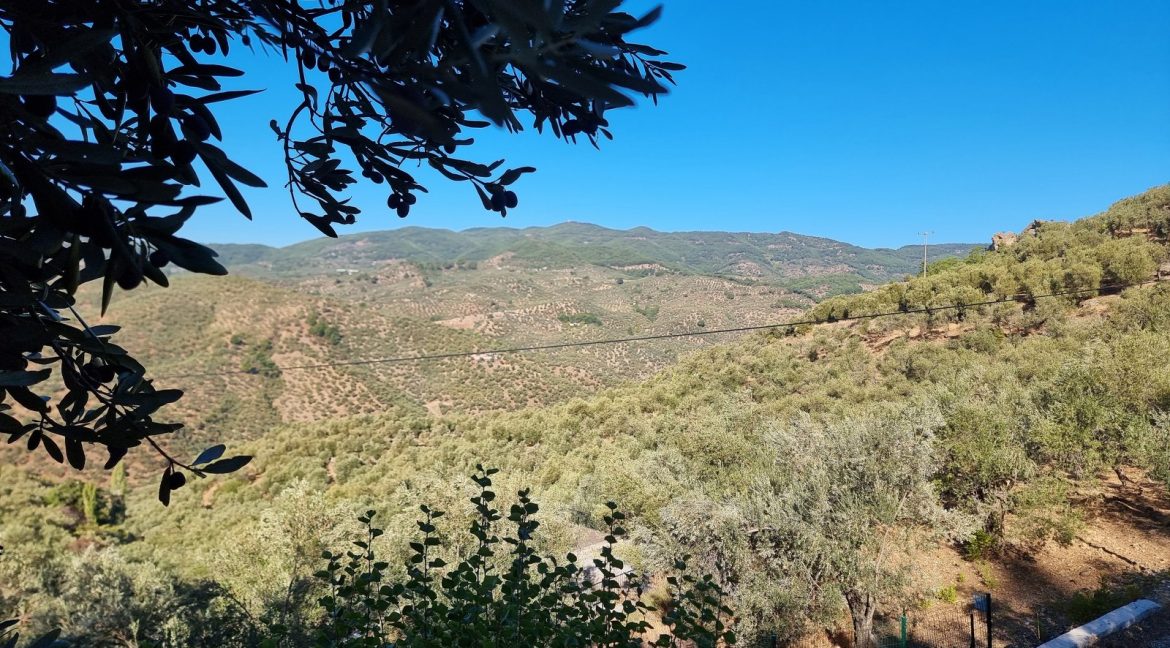 Adatepe Köyü Yoluna Cepheli Satılık Zeytinlik (3)